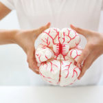Human brain with arteries.  Anatomical model