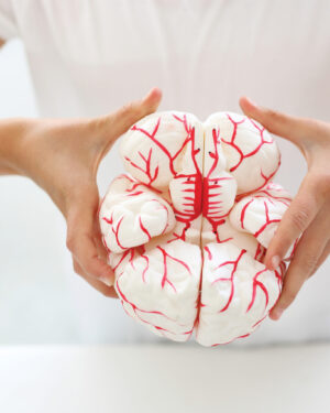 Human brain with arteries.  Anatomical model
