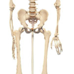Human skeleton model