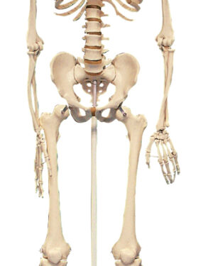 Human skeleton model